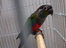 Red chest conure