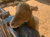 2 goats for sale