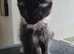 For sale Norwegian forest cross kittens 1 male & 1 female