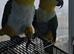 2 male Black headed caique