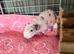 2 x boy skinny pigs