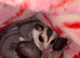 White face normal sugar gliders males