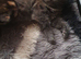 Adorable kittens