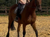 16.3hh tb gelding