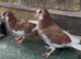 Deep Birmingham roller pigeons