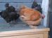 Necked neck bantam chickens