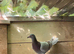 Racing pigeon for sale