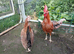 Trio of large game