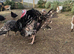 Bronze male turkey