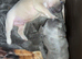 French Bulldog Puppies