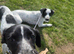Jack Russell cross