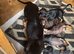 DAUSCHOUNDS PUPPIES READY NOW LAST GIRL