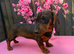 1 female teckel puppy for sale