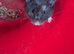 Syrian Hamster