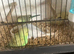 Beautiful young budgies this years