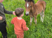 Welsh part bred colt foal