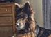 German shepherd bitch