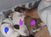 Jack russell puppies