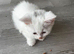 2 female whiute kitten ready for new homes