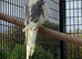 Pied Cockatiels