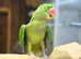 Alexandrine parrot