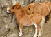 Chestnut Mushroom Miniature Shetland Colt