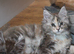TICA reg Maine Coons - Ready to leave