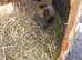 Adult  rabbits  male and female