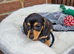 2 Beautiful Mini Dachshunds for sale