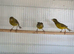 3 raza canaries looking for new home