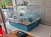 For sale 3 female 12 old