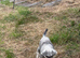 Miniature schnauzer