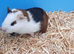 Guinea pigs
