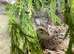 Fertile Coturnix Quail Hatching eggs