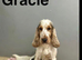 Gracie stunning lemon roan cockapoo boy