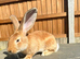 Baby continental giant male looking for homes