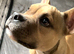 Stunning 6months old American pocket bully