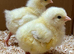 Day old female hybrid chicks