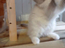Ragdoll kitten, Available Girl