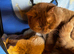 Tica Reg - Ready Now - Lilac British Shorthair Boy