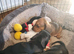Miniature smooth dachshund puppies pra clear parents