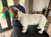 New homes wanted for Kc Clumber Spaniels