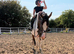 16’3 ID mare bfg