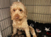 F1b toy cockapoo boy and girls