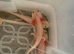 Rescue Axolotl Looking For New Homes