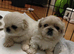KC PEKINGESE PUPPYS AVAILABLE Now!!!