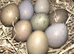 Button quail / Chinese painted quail