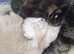 4beautiful burmese cross tabby kittens