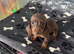 MinI Dachshund