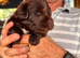 Kc registered Newfoundland puppies
